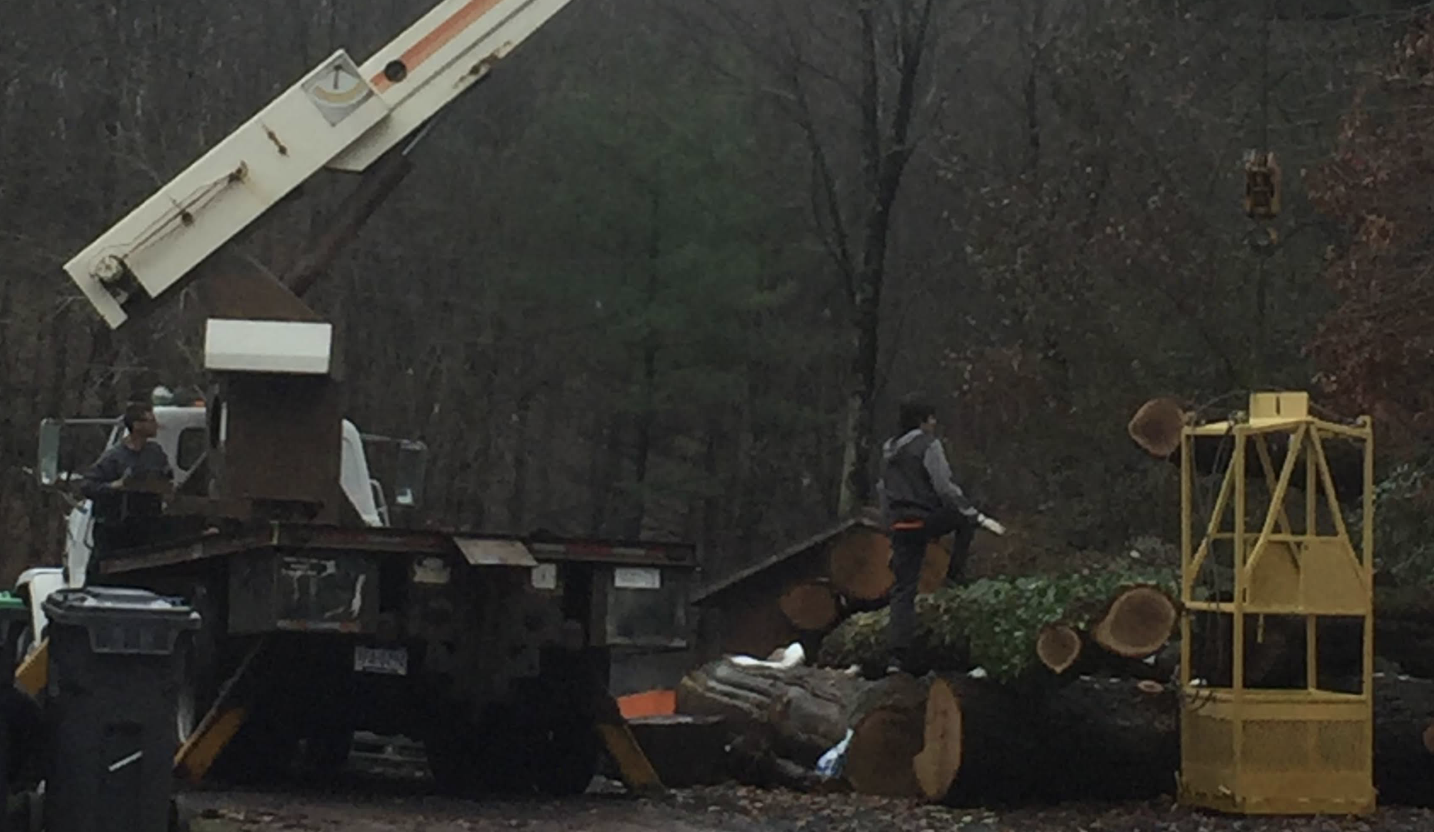 Specialized large tree removal equipment