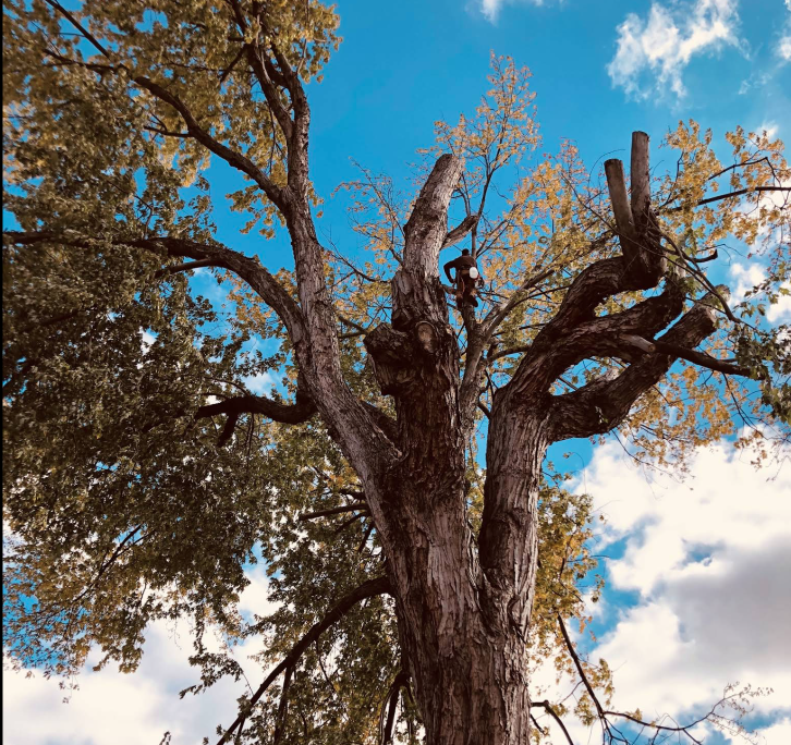 Professional tree removal by Pennsylvania Arborists